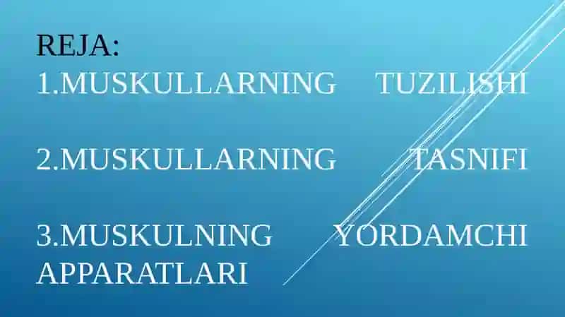 Muskullarning tuzilishi 3