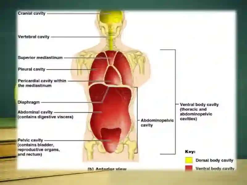 Body systems and body cavities 3