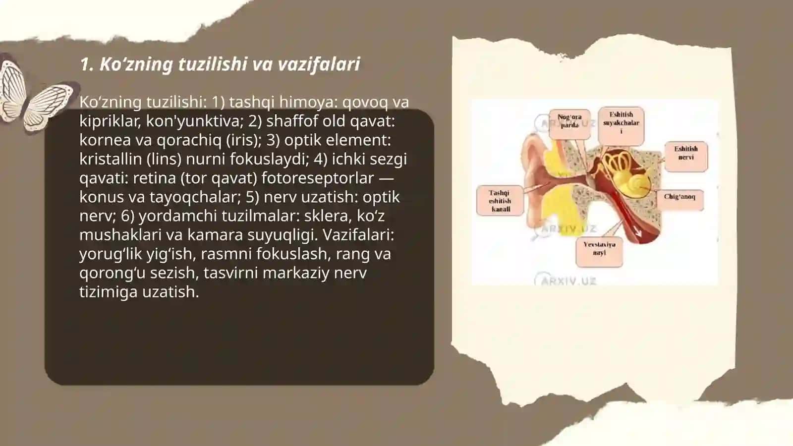 Sezgi a’zolari 3