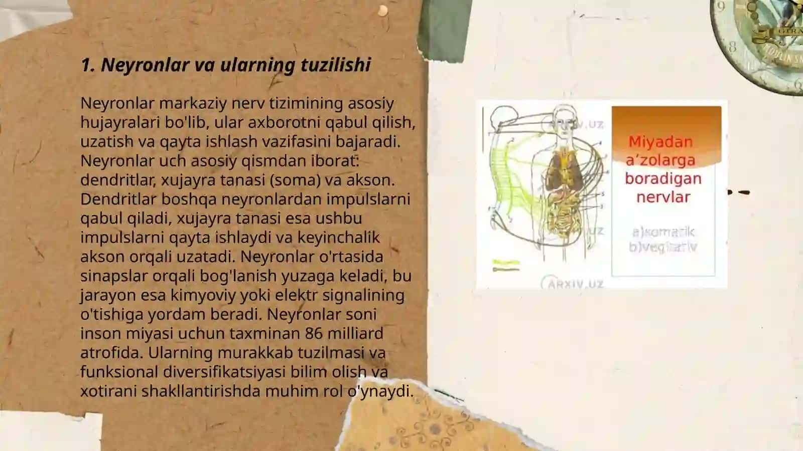 Nerv tizimi gistologiyasi 3