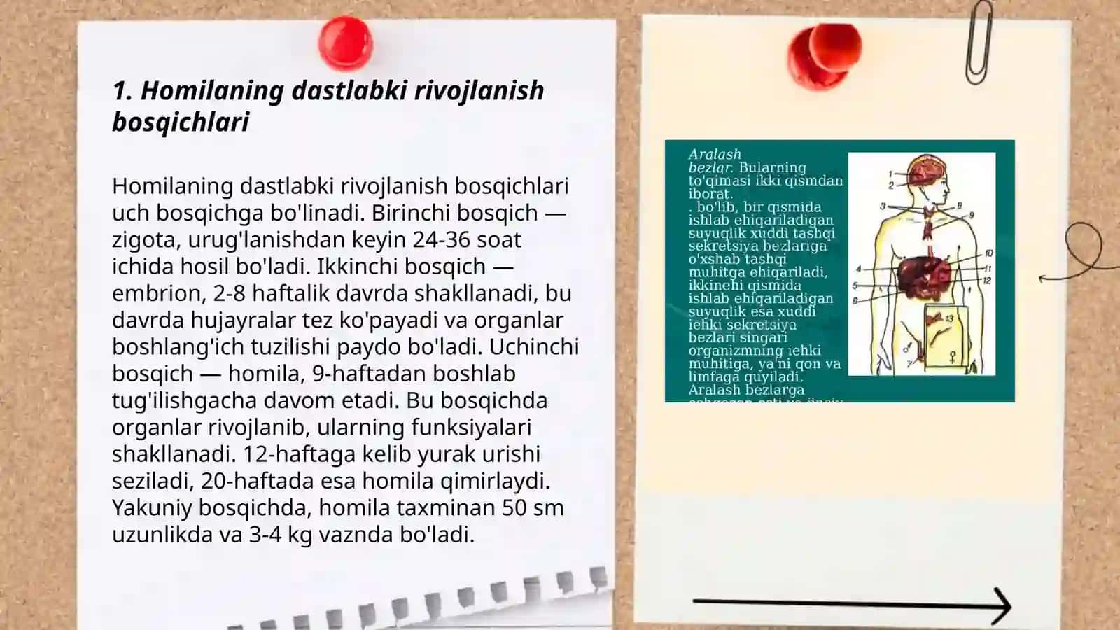 Odam embriologiyasining qaltis davrlari 3