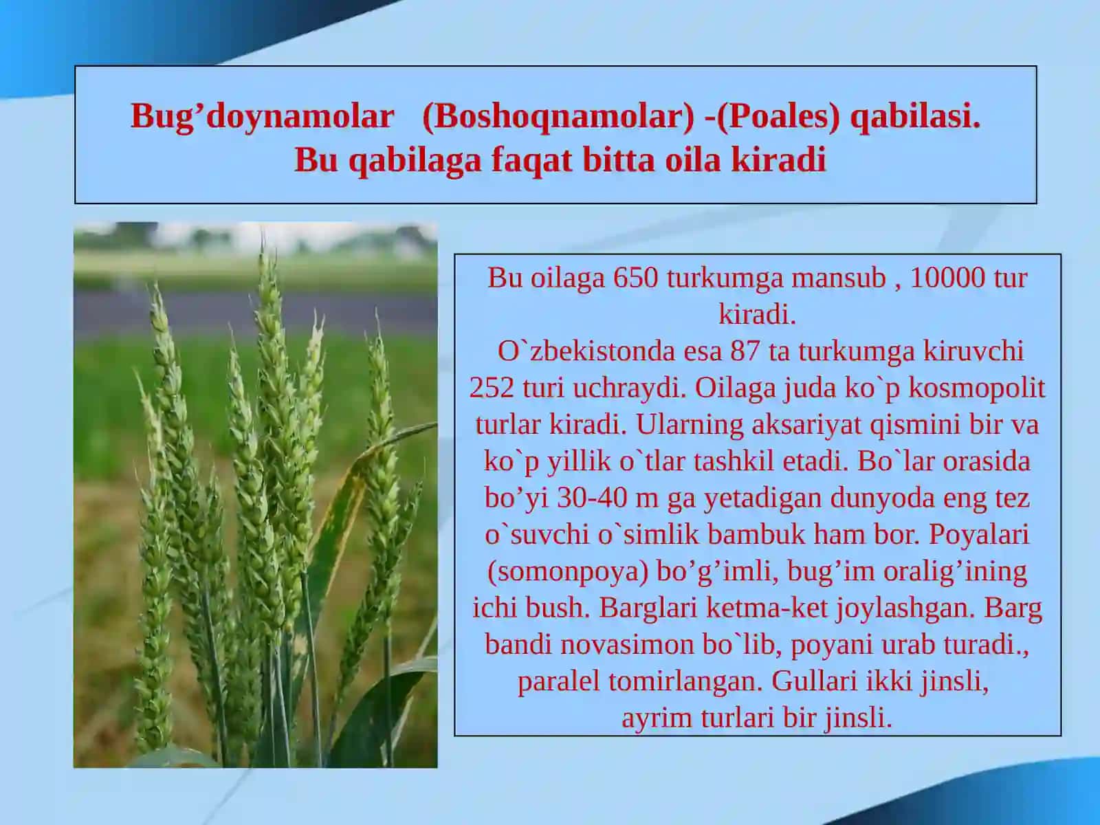Bug'doydoshlar (boshoqdoshlar) (roaseaye) (gramineae) oilasi 3