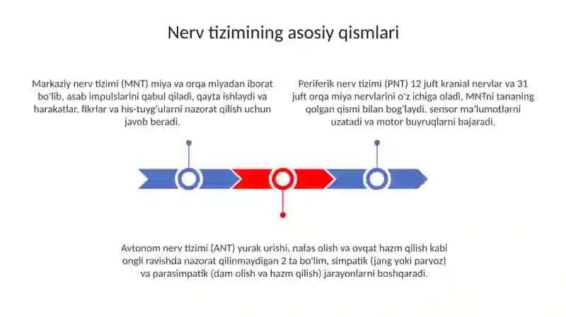 Odamlar Nerv tizimi 3