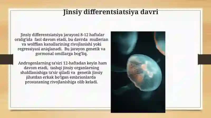 Odamlarning Embriologiyasi 3