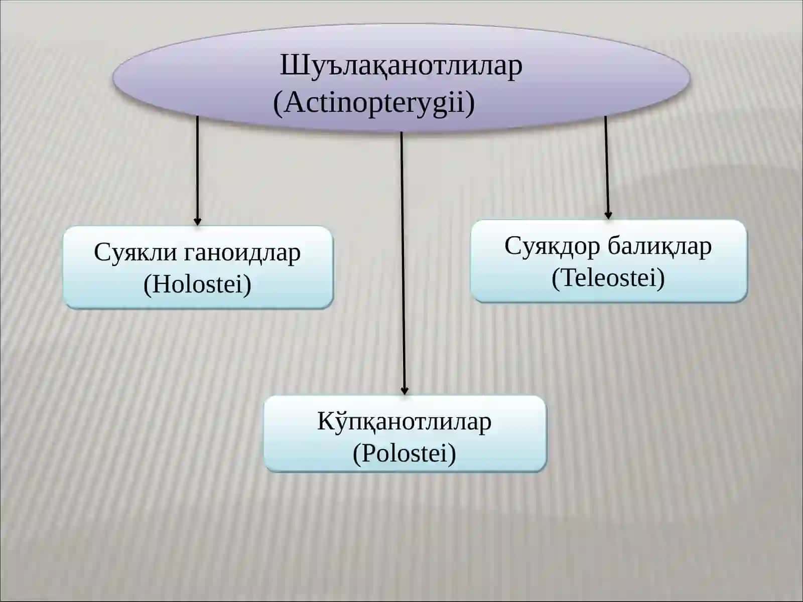 Суяклибалиқлар систематикаси 3