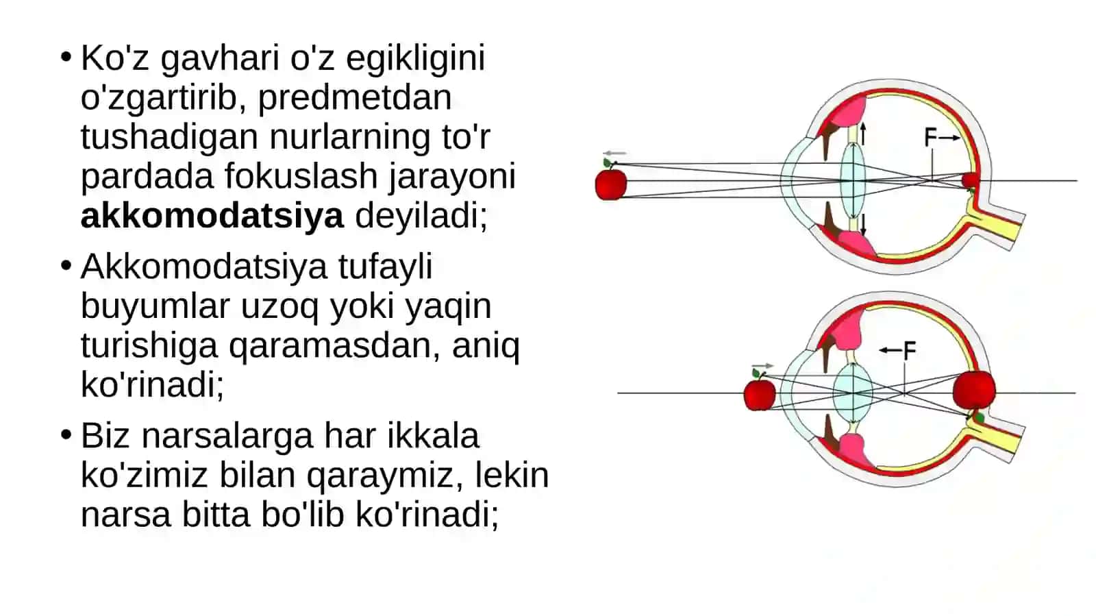 Ko'rish organlarining funksiyasi 3