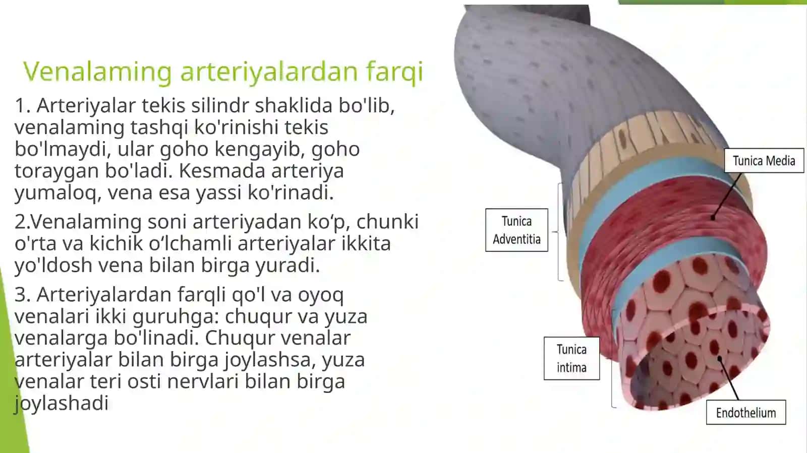 Venoztizimin Funktsional Anatomiyasi 3