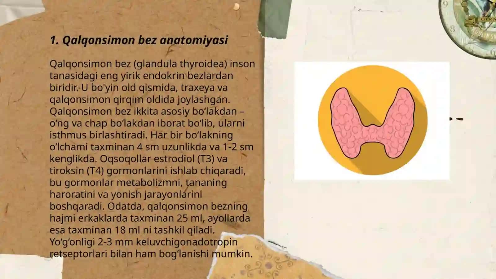 Qalqonsimon bez anatomiyasi 3