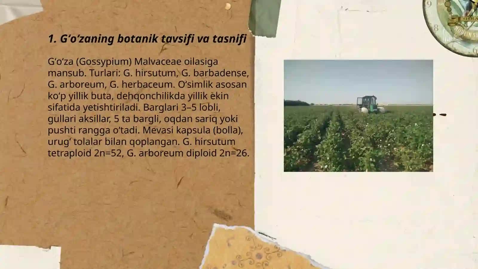 Gʻoʻza o‘simligi haqida umumiy malumotlar 3
