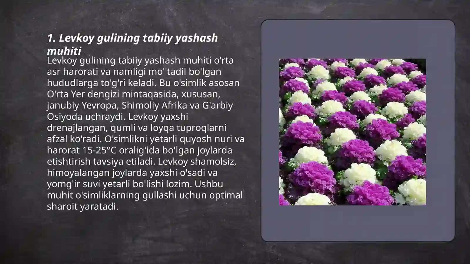 Levkoy gulining bioekologik xususiyati 3