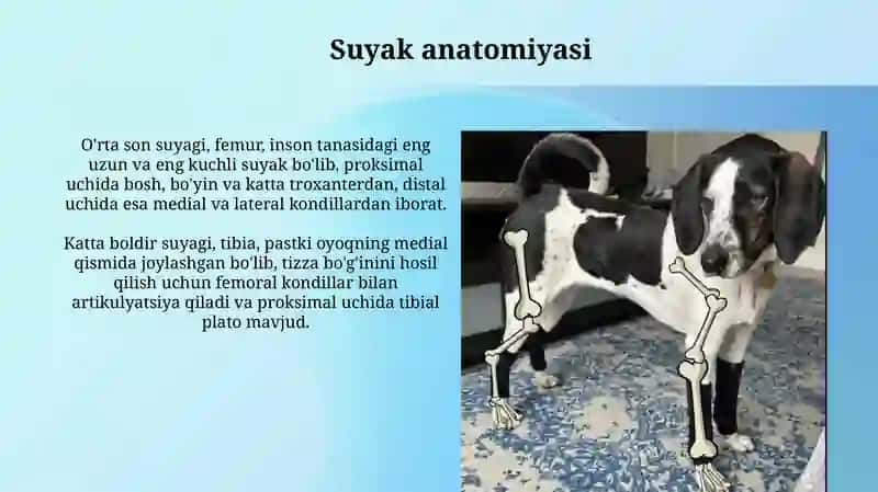 Oyoq suyaklari 3