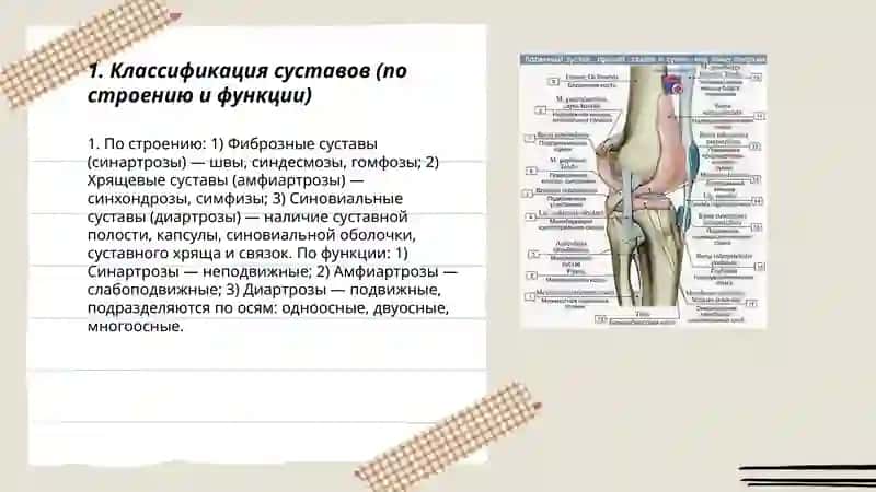 Анатомия суставов 3