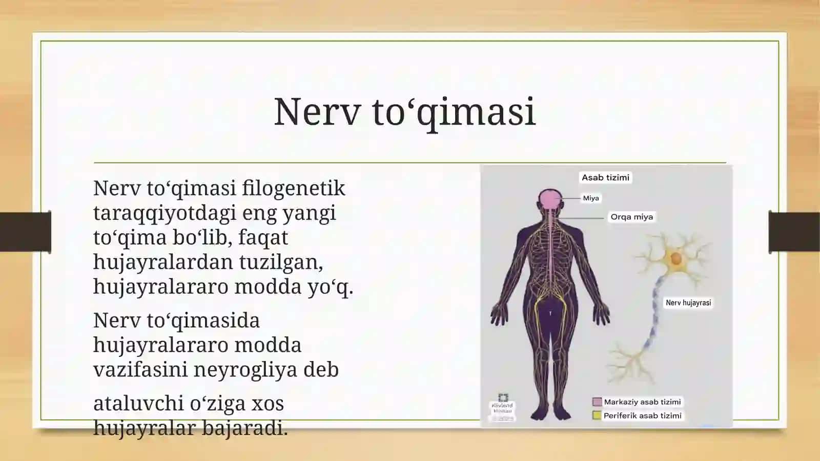 Nerv to'qimasi 3