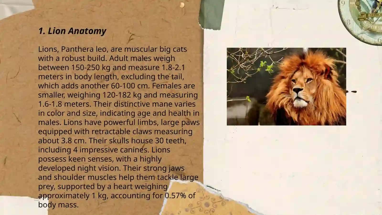 Lion Anatomy 3