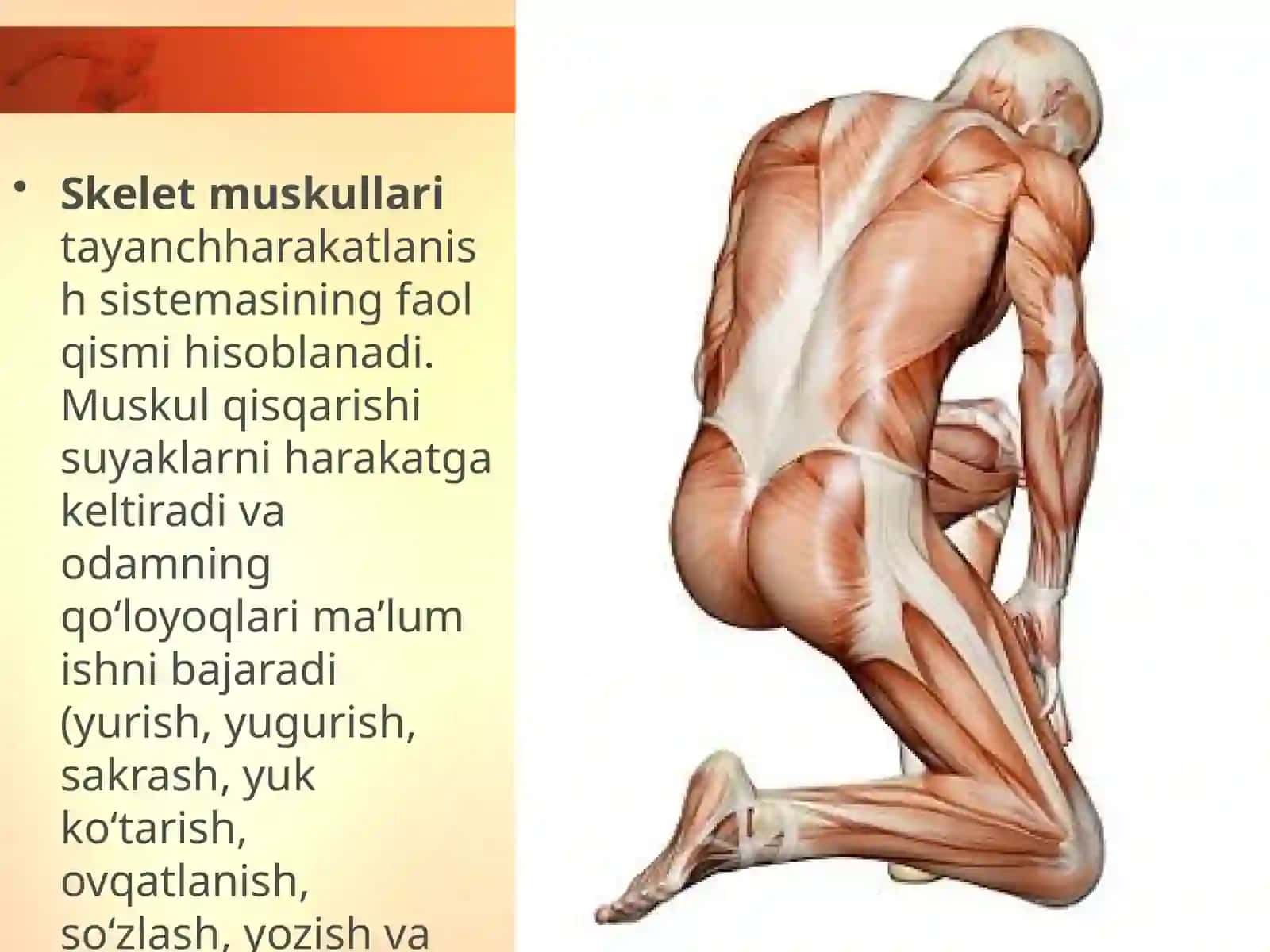 Muskullar va ularning funksiyasi 3