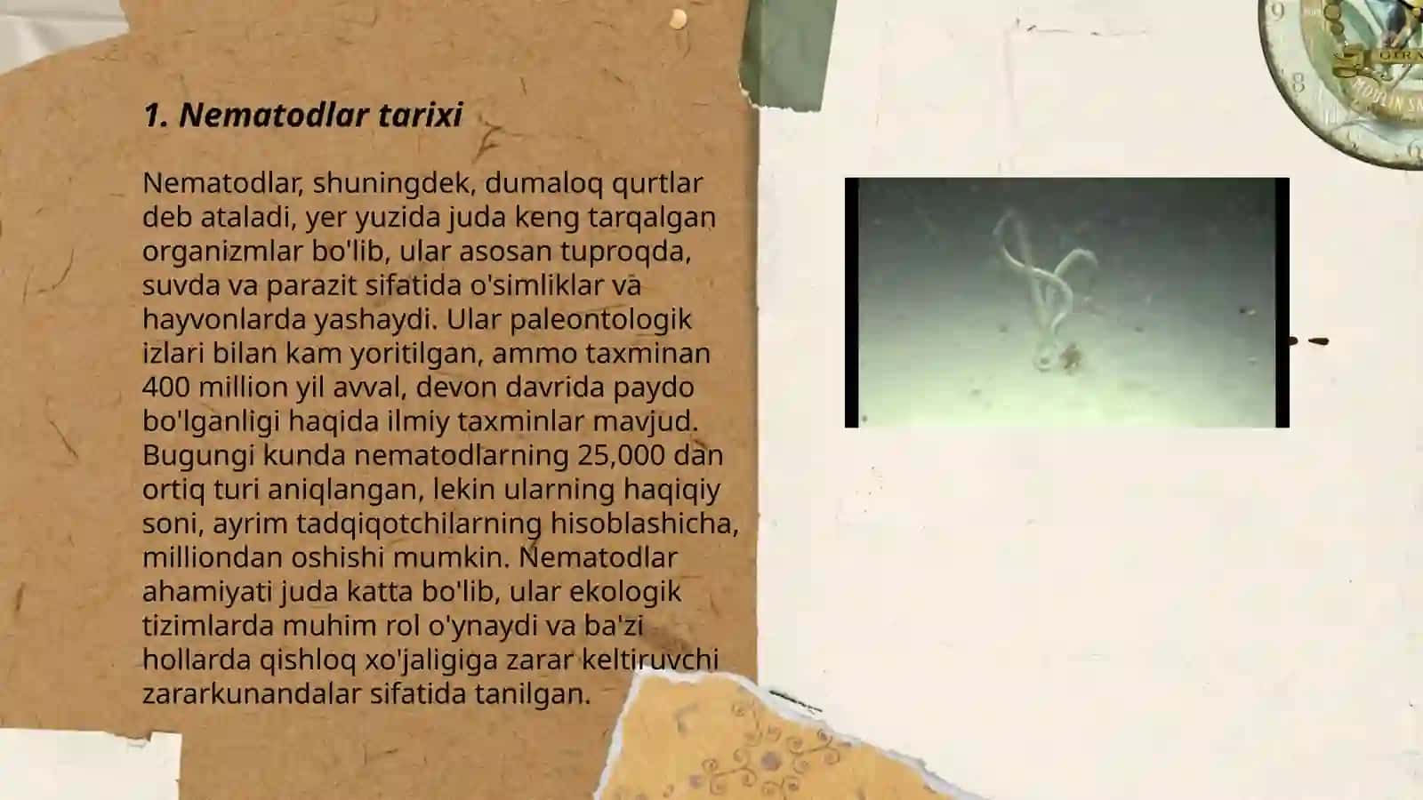 Nematodlar va ularning zarari 3