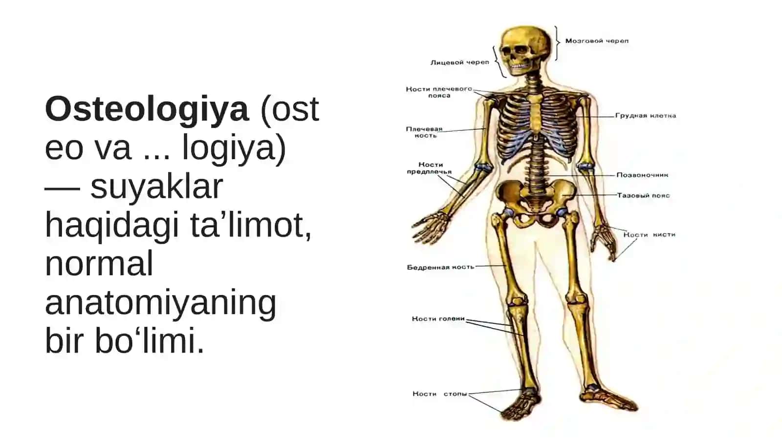 Umumiy osteologiya 3