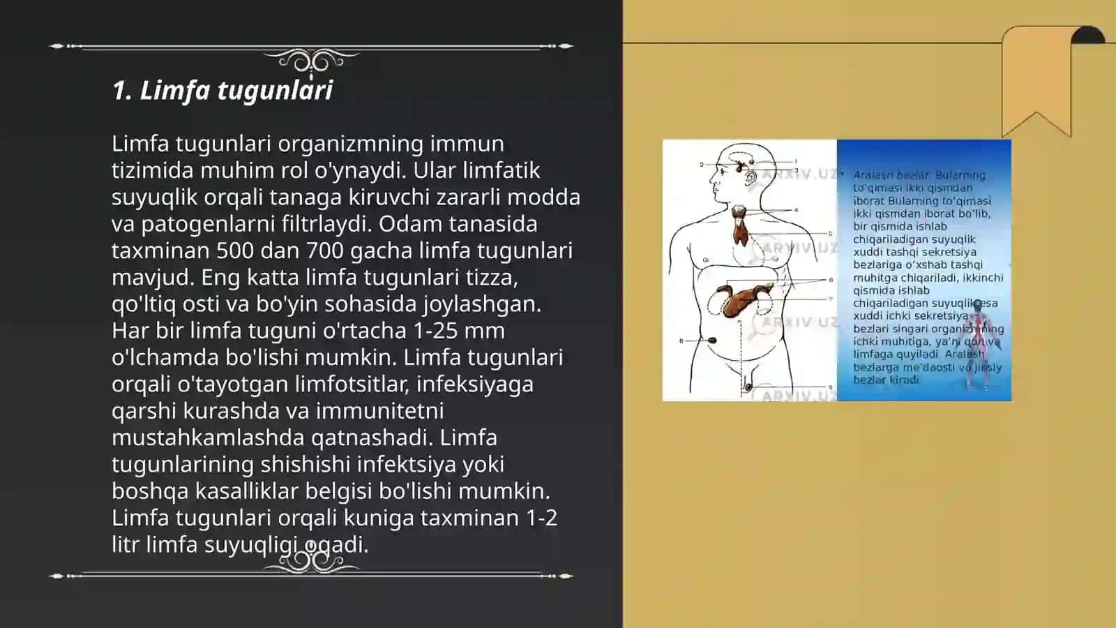 Limfa tugunlari 3