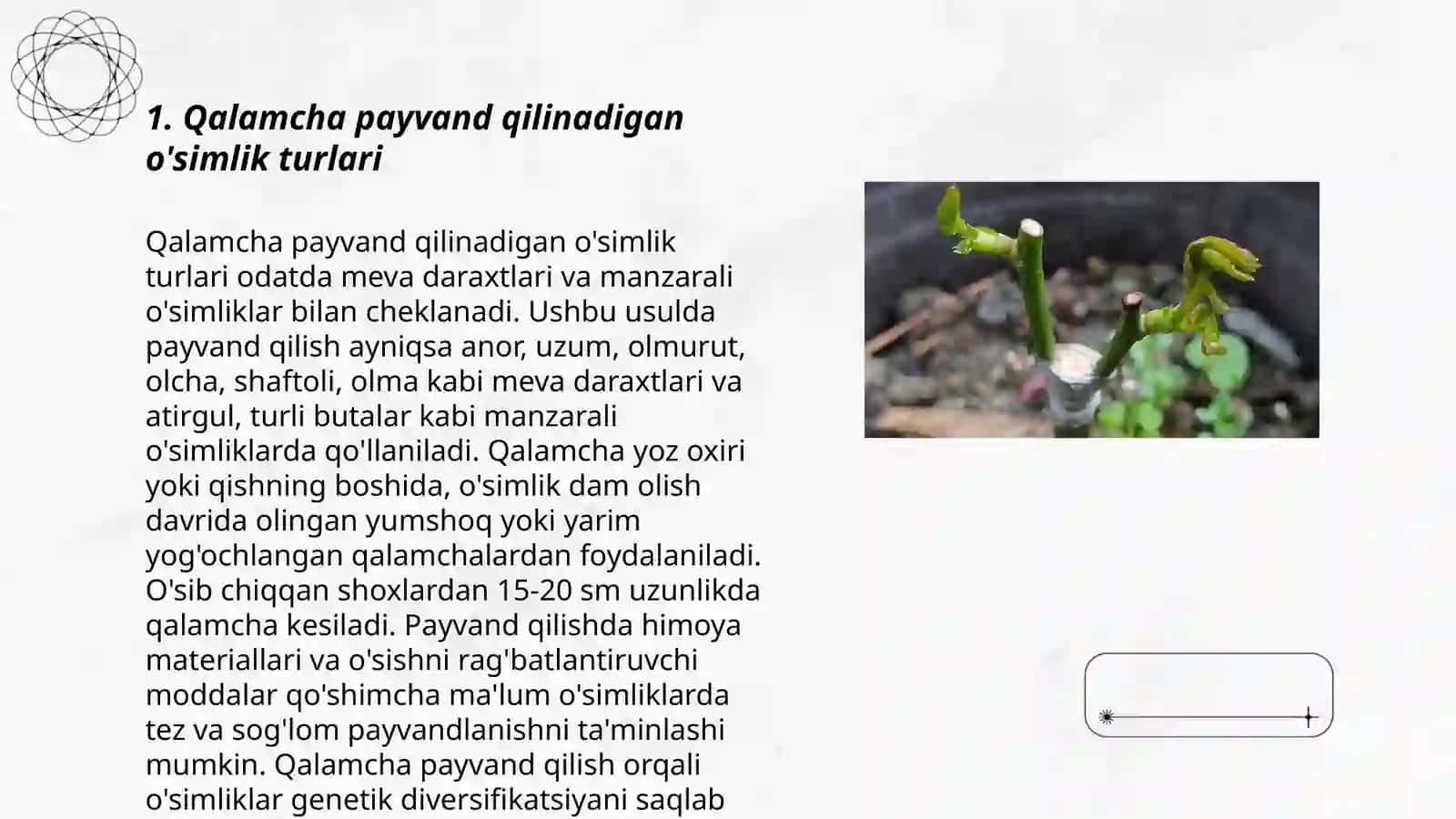 O'simliklarni qalamcha payvand qilish 3