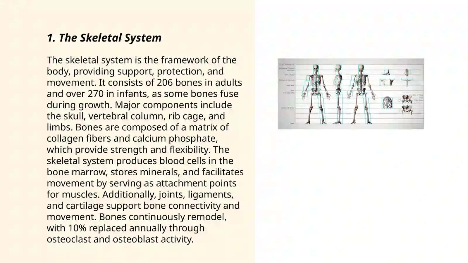 Presentation: Human body 3