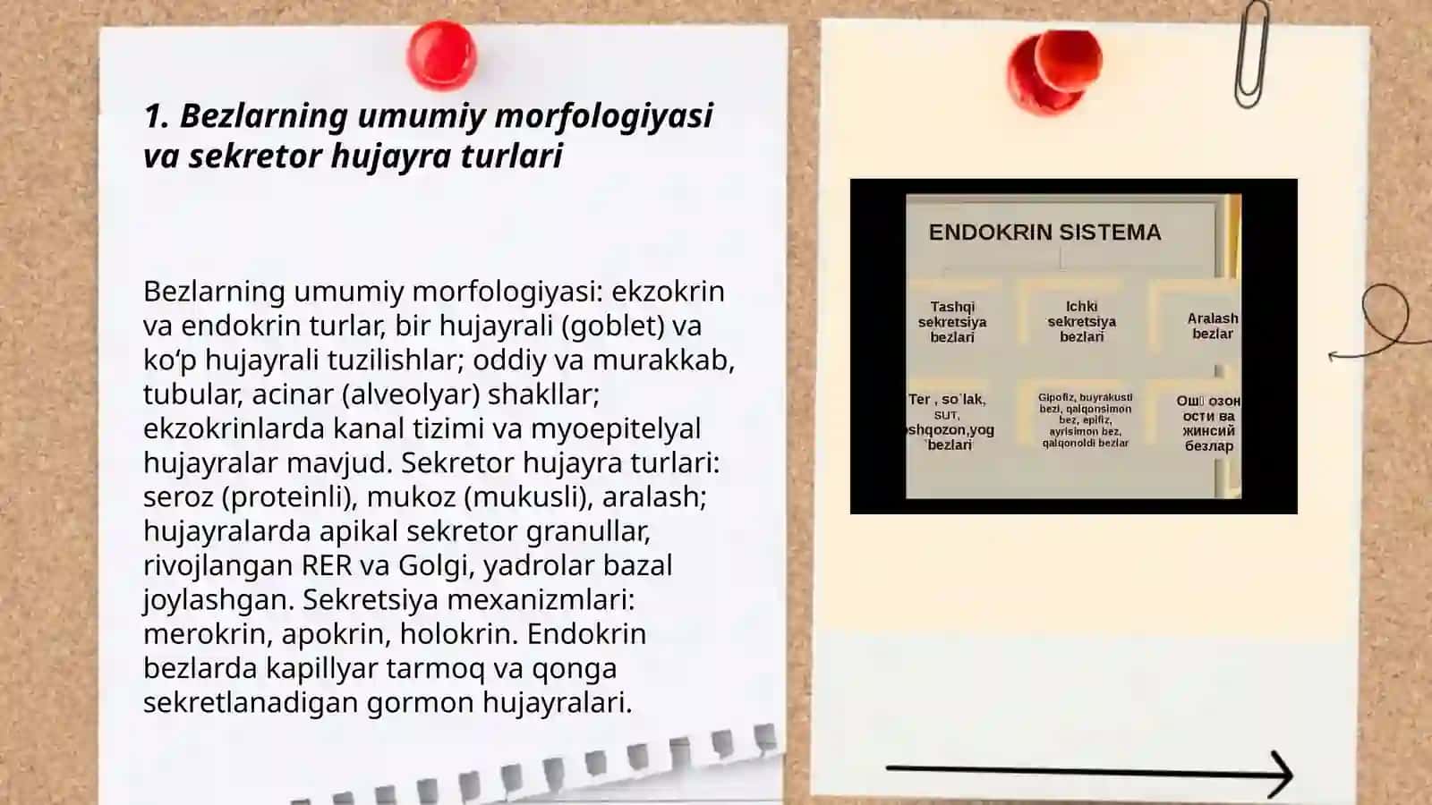 Bezlar sekretor jarayonlarining gistologiyasi va fiziologiyasi 3