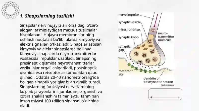 Sinapslar fiziologiyasi 3