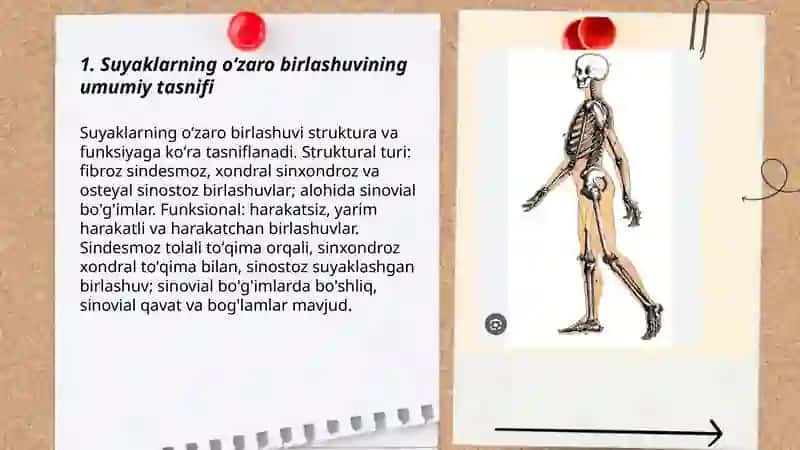 Suyaklarning oʻzaro birlashuvi 3