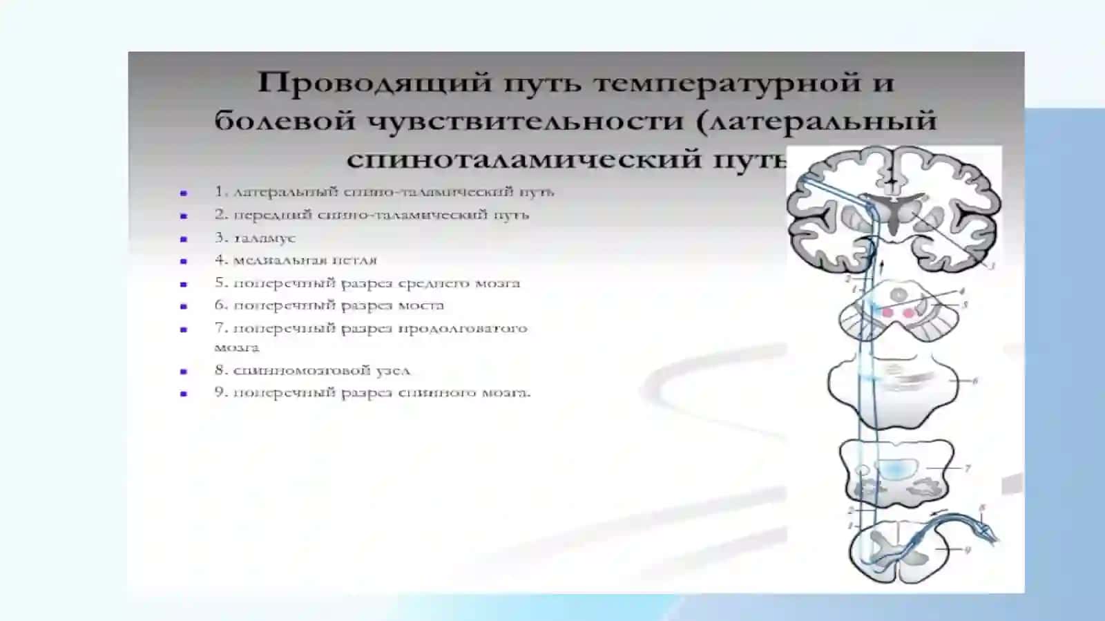 Проводящие пути спинного и головного мозга 3