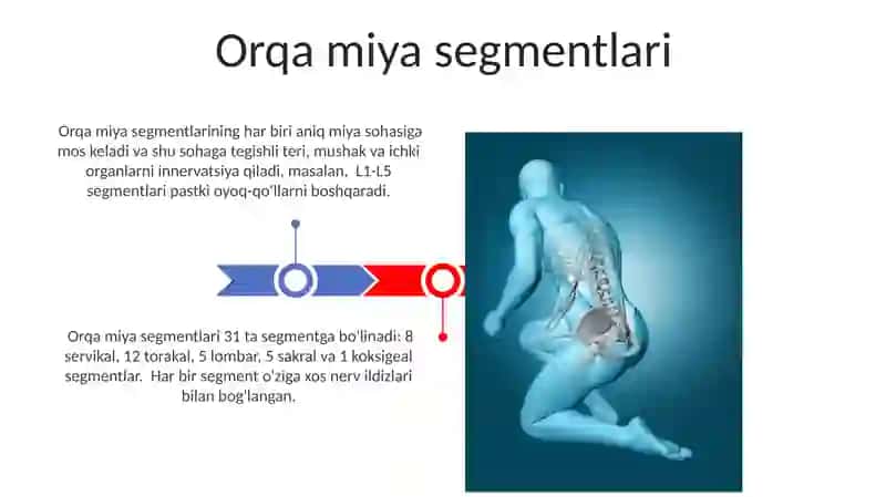 Nerv sistemasi neyron orqa miyaning tuzilishi 3