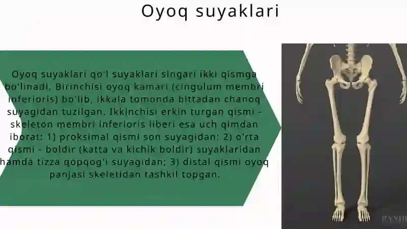 Oyoq suyaklari 3