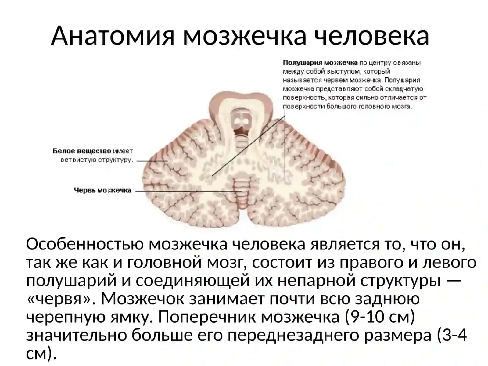 Мозжечок 3