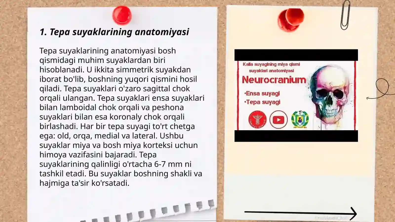 Tepa suyaklari 3