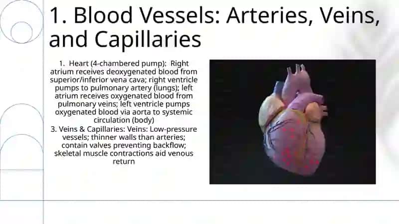 Heart and a vascular system 3
