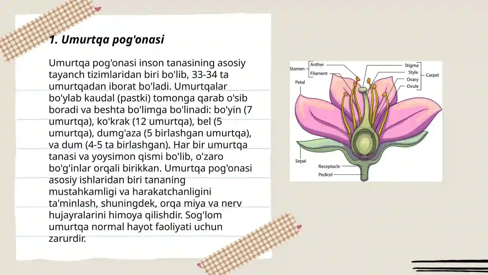 Umurtqa pog'onasi 3