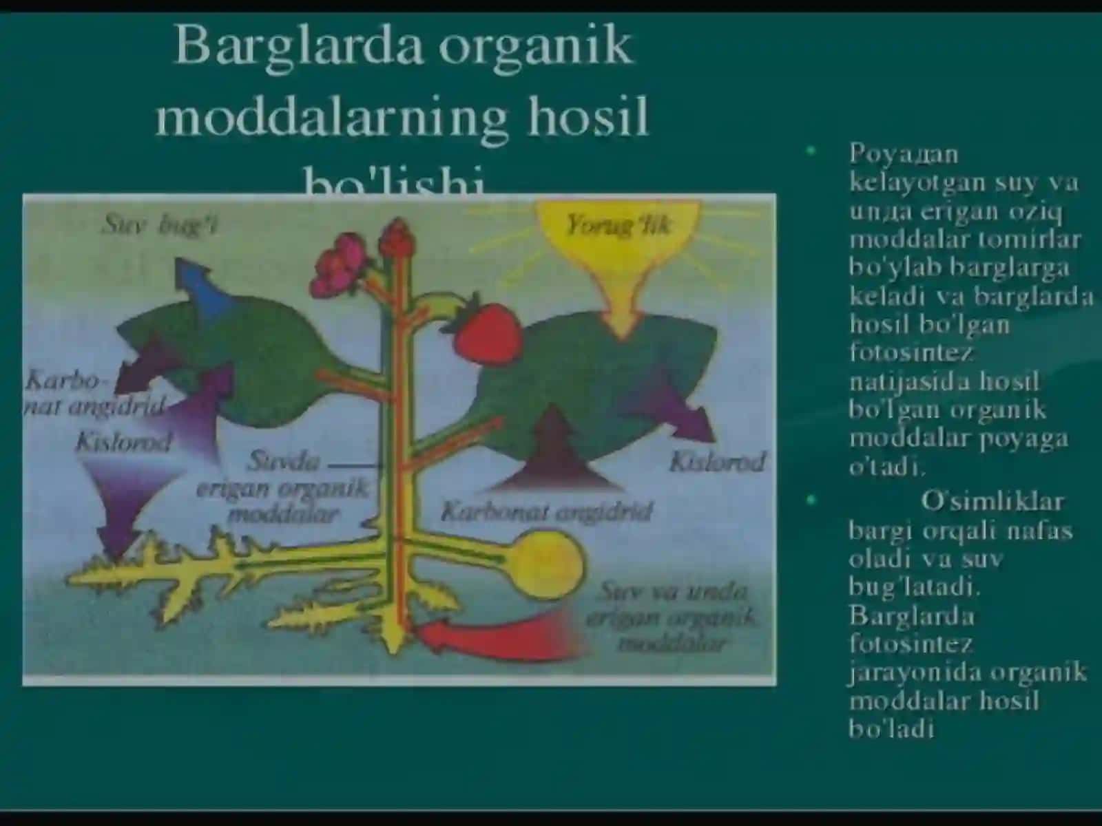 ÒSIMLIKLAR OZIQLANISHI 3