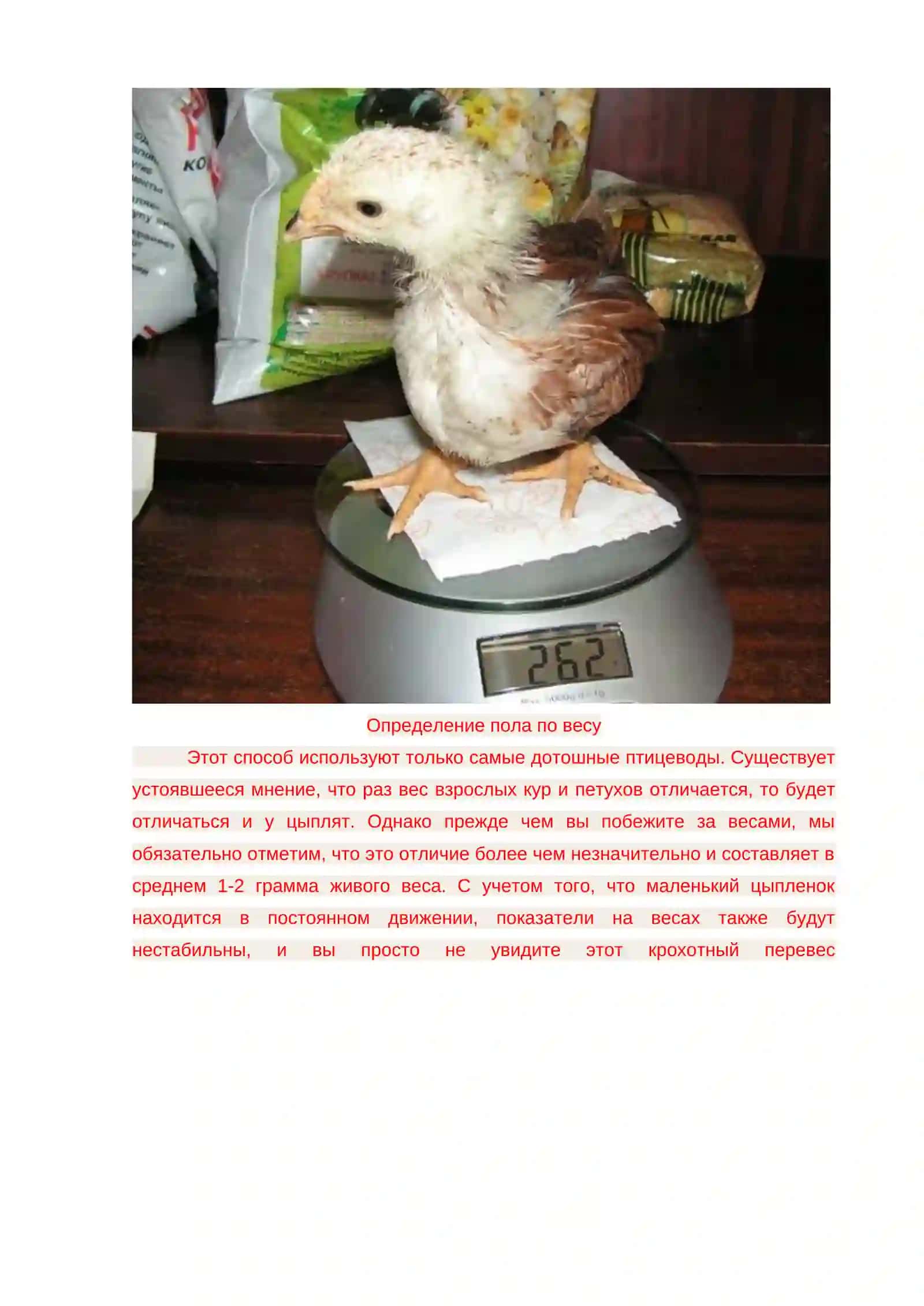 Как определить пол цыпленка? 3