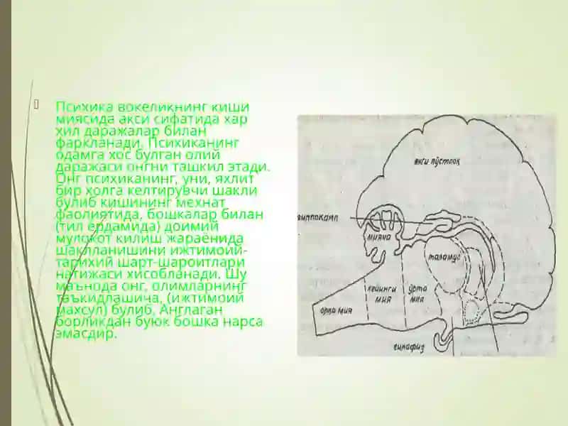 Ong psixofiziologik fenomen sifatida 3