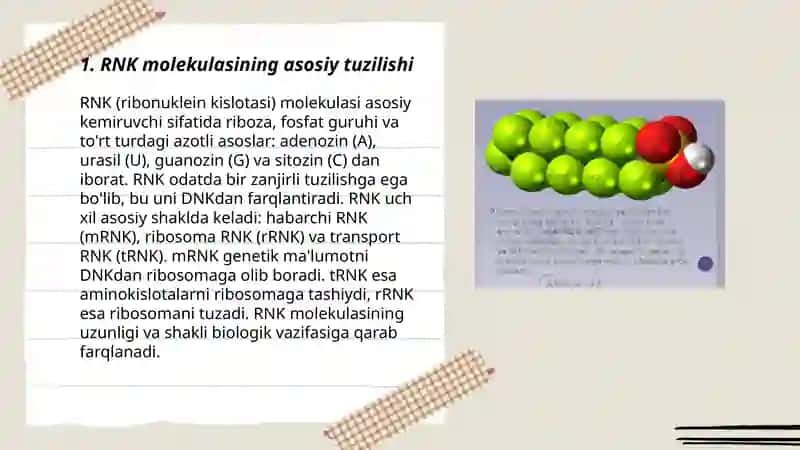 RNK molekulasining tuzilishi va turlari 3