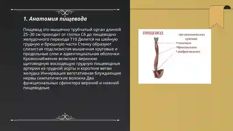 Анатомия пищевода 3