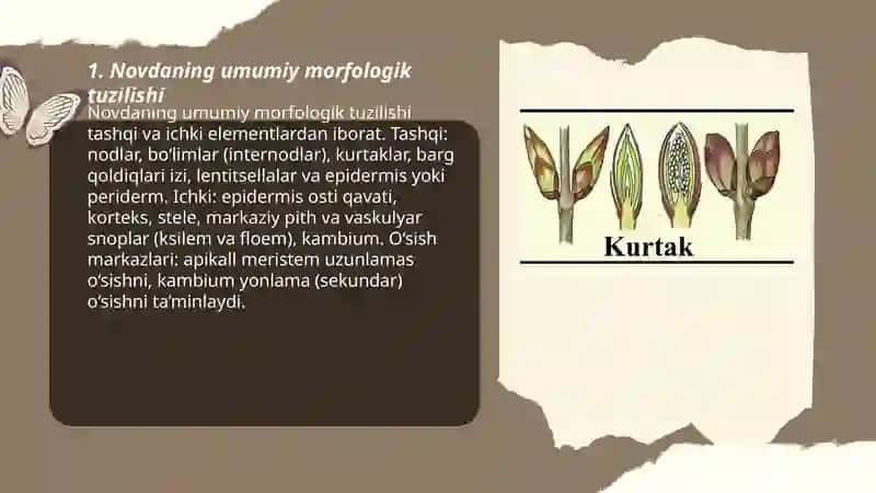 Novda va kurtaklarning tuzilishi 3