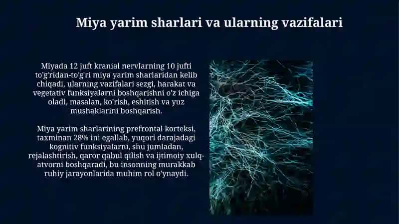 Markaziy nerv tizimining tuzilishi va xususiyatlari 3