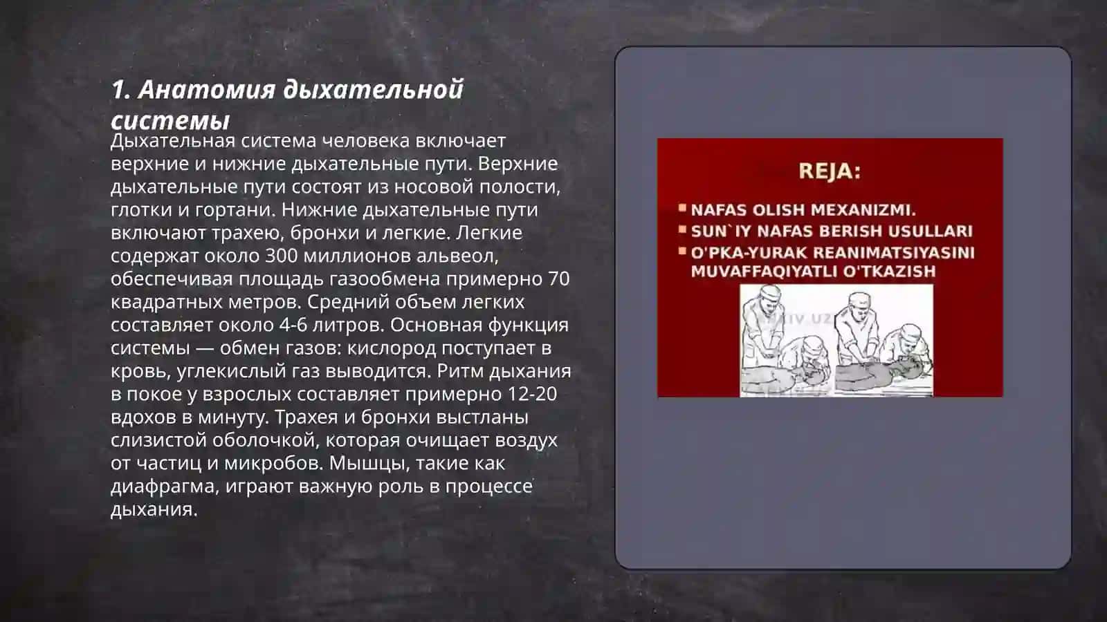 Nafas olish tizimi 3