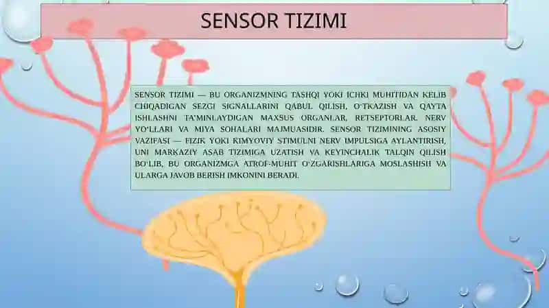 SENSOR TIZIMI FIZIOLOGIYASI 3