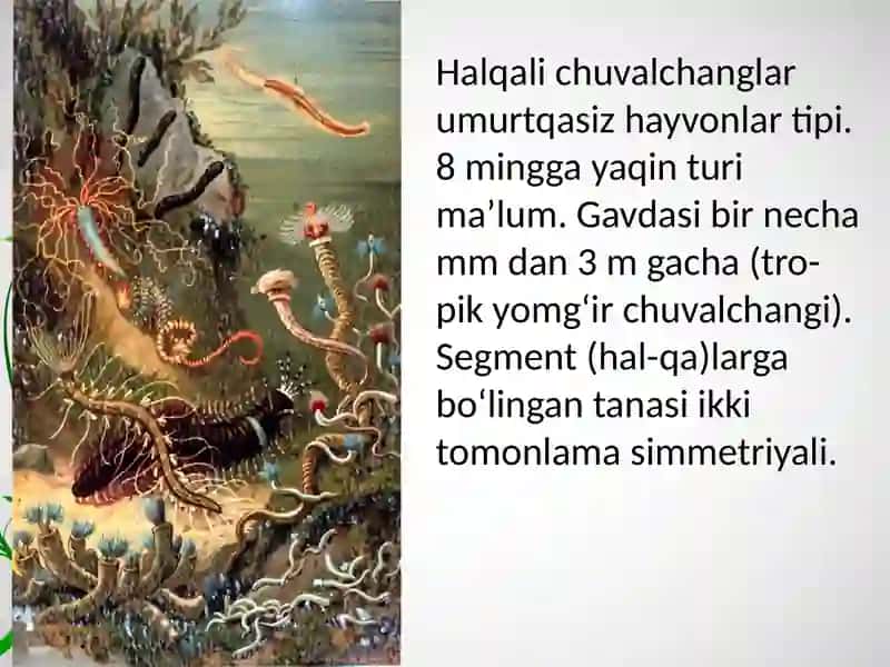 Halqali chuvalchanglar 3