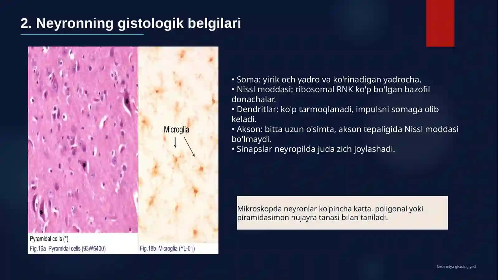 Bosh miya gistologiyasi 3