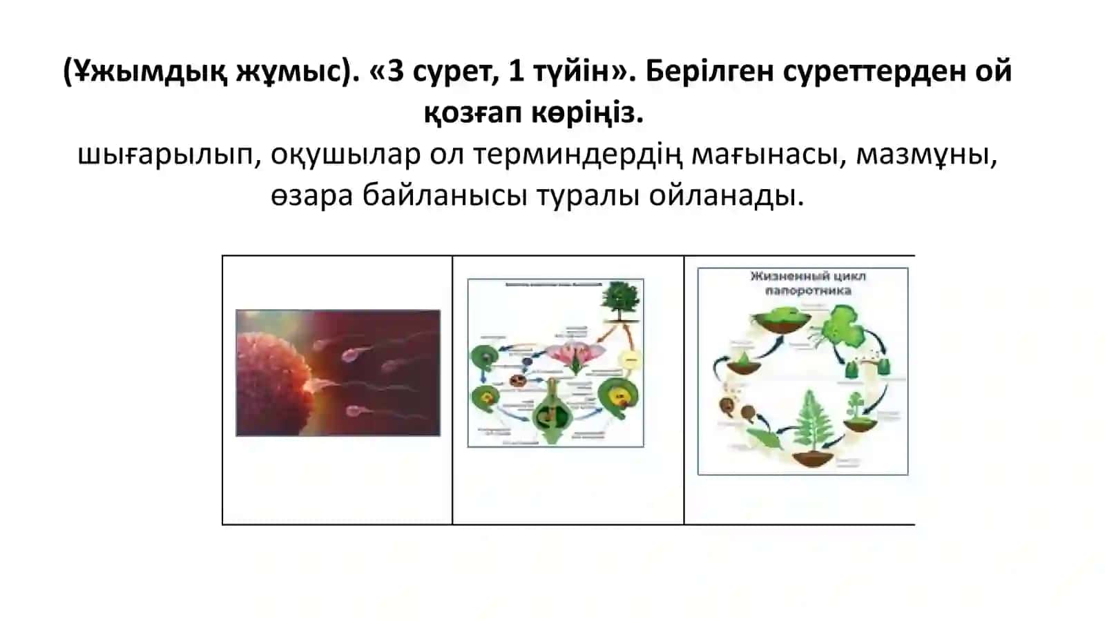 Митоз фазаларының реттілігі 3