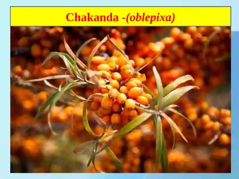 Chakanda(oblepixa) va qalampir zararkunandalari 3