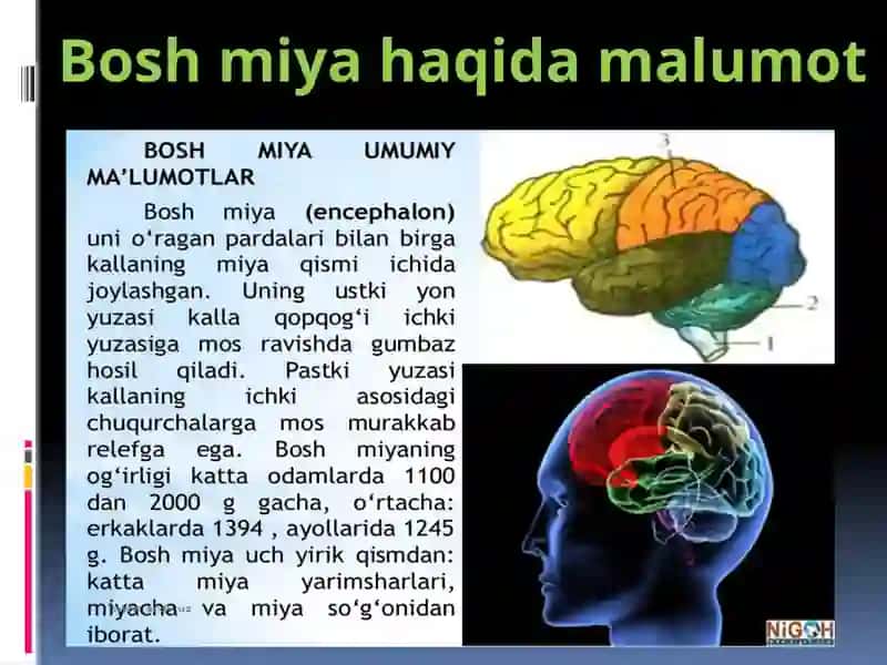 Nervsistemasi, Boshmiya 3