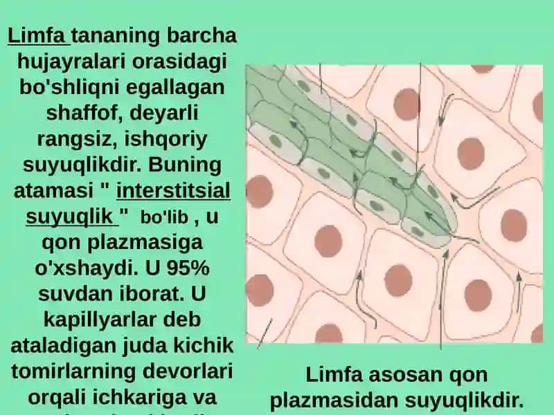 Limfa sistemasi 3