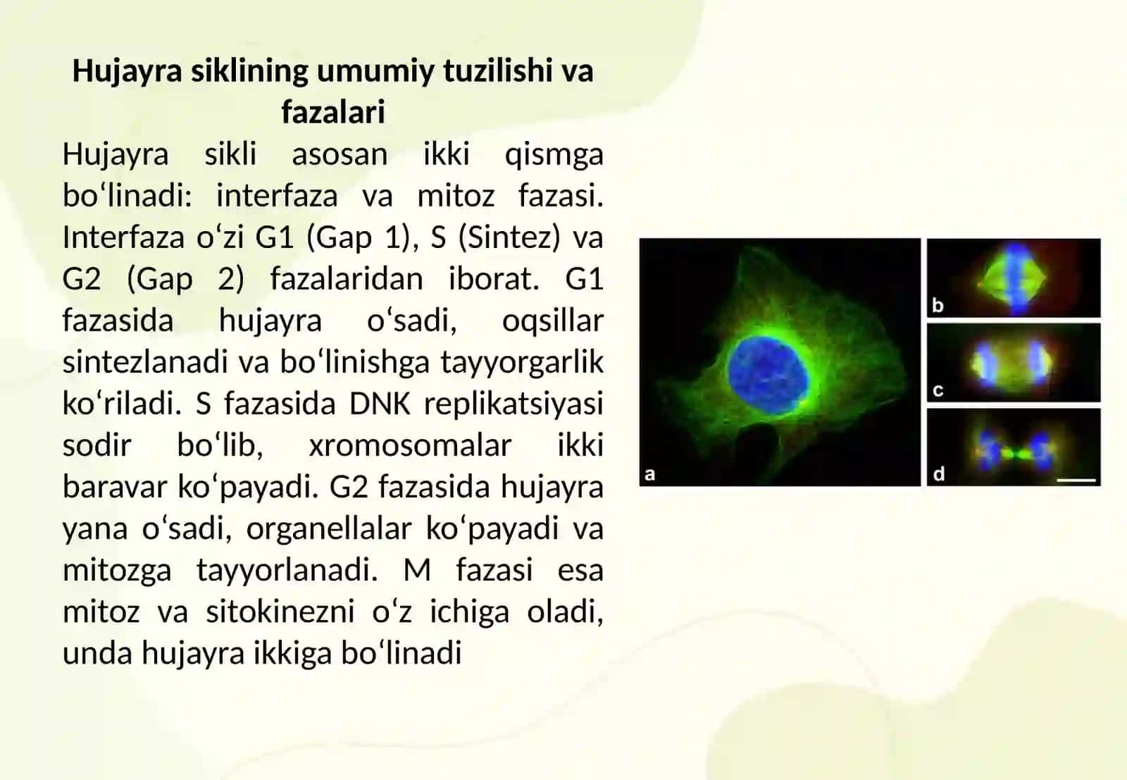 Hujayra siklini nazorat qiluvchi genlar va ularning buzilishi 3